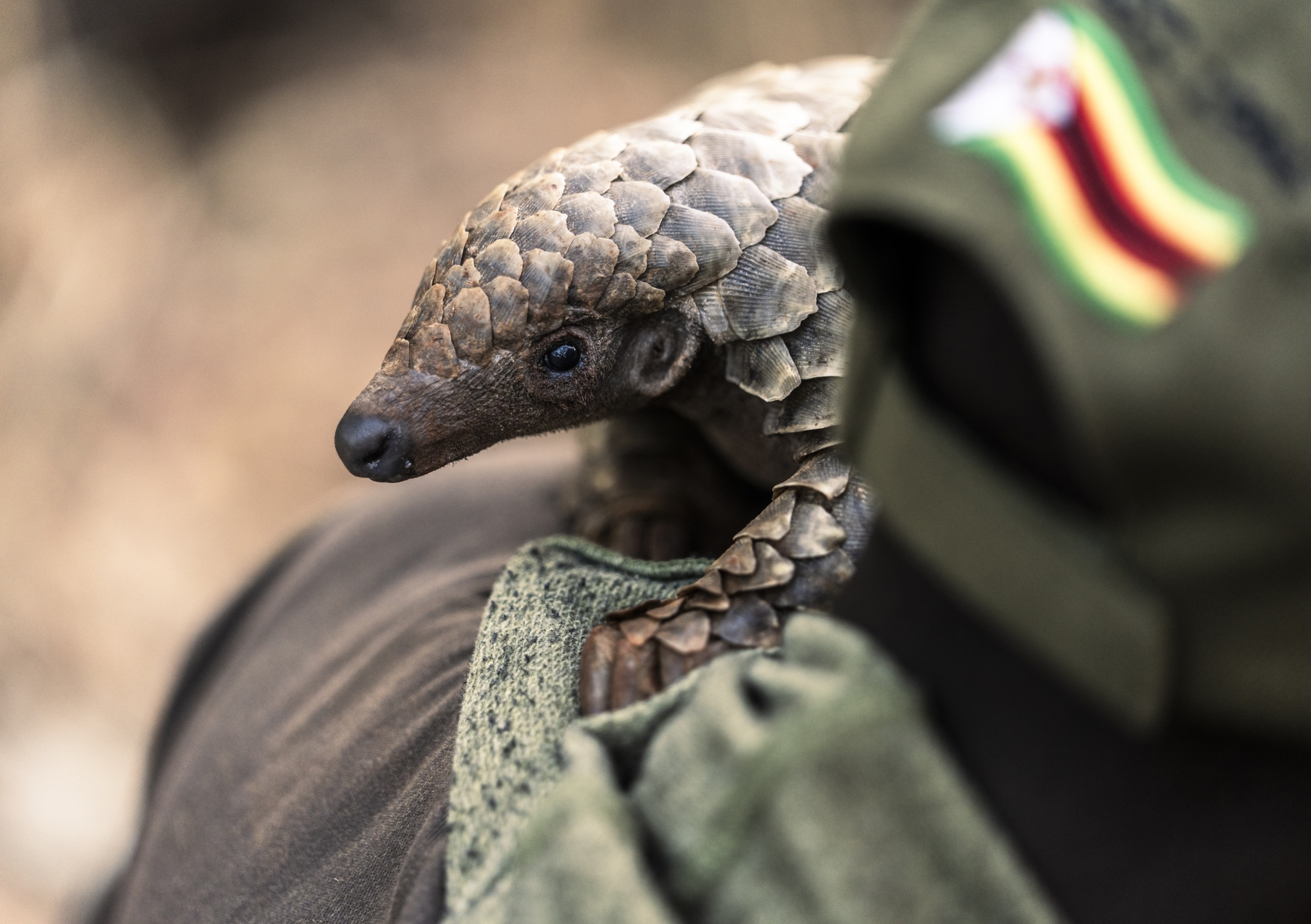 A pangolin gracefully balances on a person's arm, its textured scales catching the light. The person, clad in a green uniform with a Zimbabwean flag patch, stands against a blurred backdrop that emphasizes the unique beauty of this gentle creature.