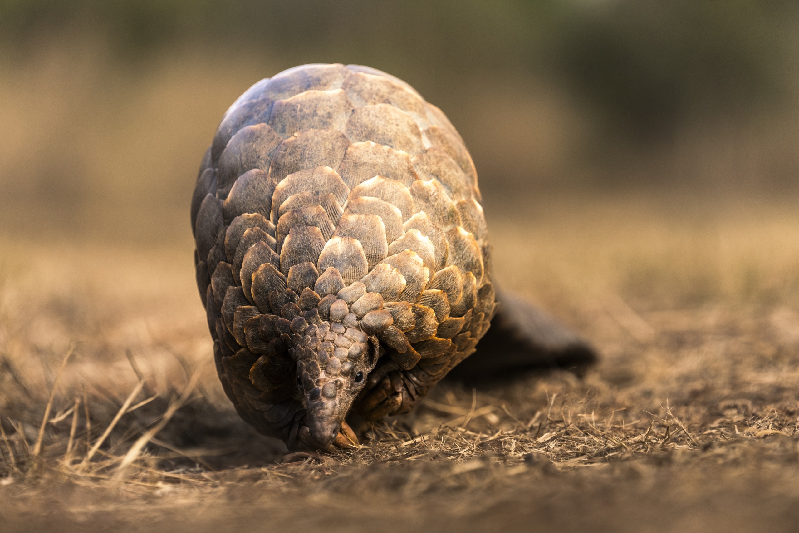 A lone pangolin with its textured scales meanders across the dry, grassy landscape, its head close to the ground, seemingly on a quest for sustenance. The softly blurred background accentuates this extraordinary creature in its natural habitat.