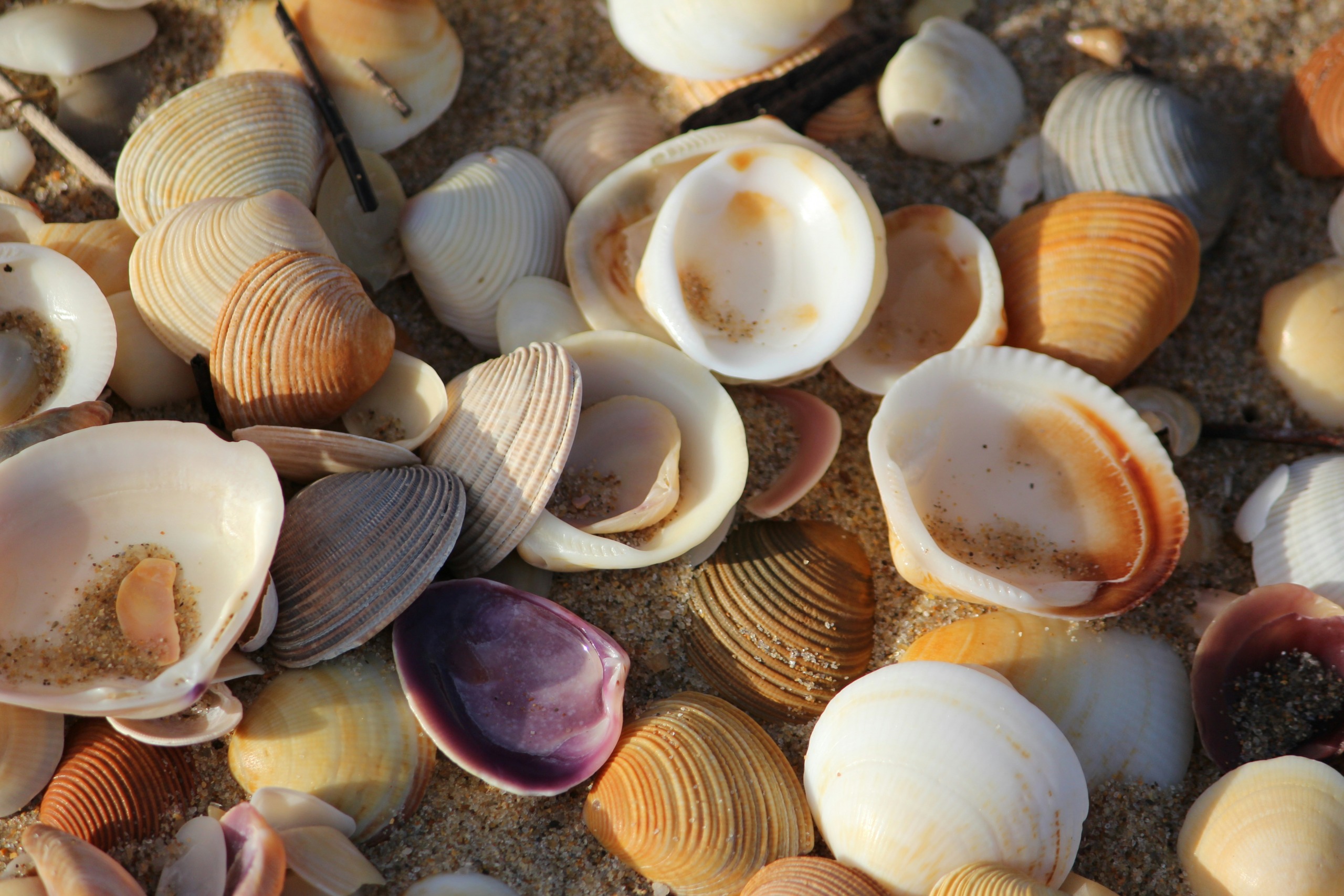 A close-up of assorted seashells scattered on a sandy beach captures their sheltered spiral beauty. The shells, with hues of white, orange, brown, purple, and beige, vary in size and have small amounts of sand nestled within them.