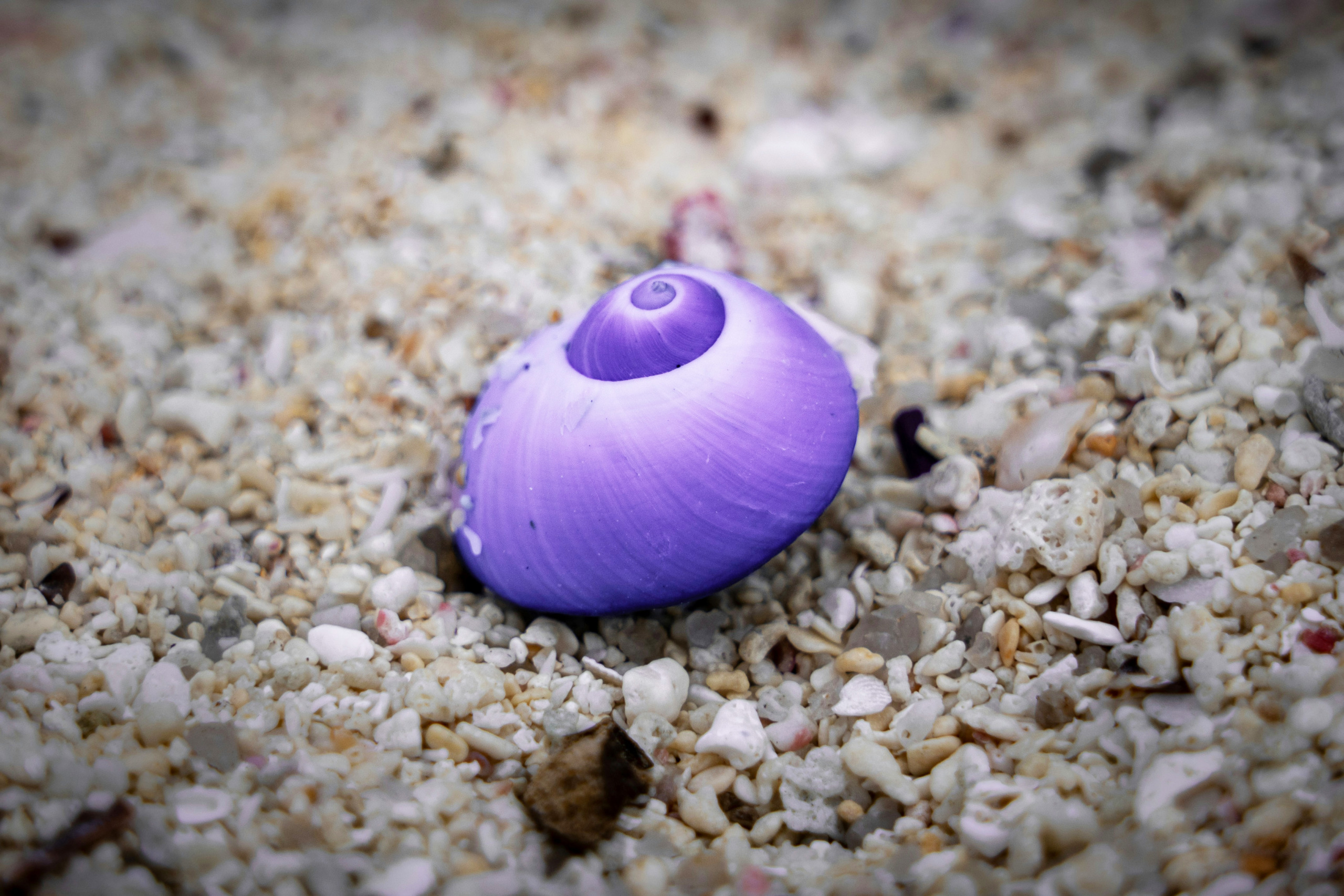 A vibrant purple seashell, nestled in a sheltered spiral, lies on a bed of small, mixed-colored pebbles and sand, creating a striking contrast with its surroundings.