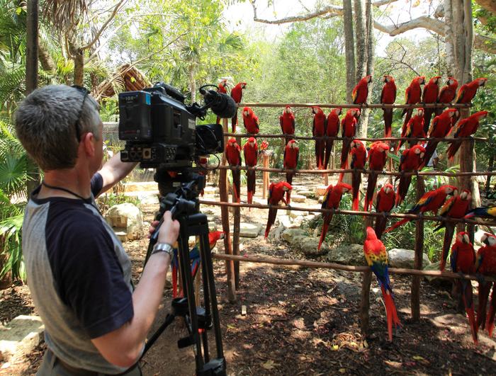 Cameraman Graham Horder filming some of the 1000 Adult scarlet macaws bred at the Experencias Xcaret breeding centre.