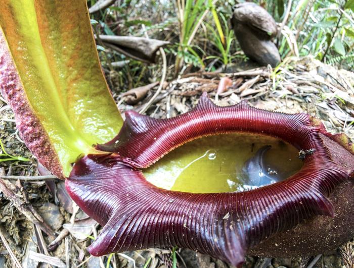 A close-up of a tropical pitcher plant with a large, curved lip showcases nature's artistry. The vibrant red and green colors highlight the deep, liquid-filled trap, as these plants, behaving badly by trapping unsuspecting prey, stand proudly among the forest floor foliage.