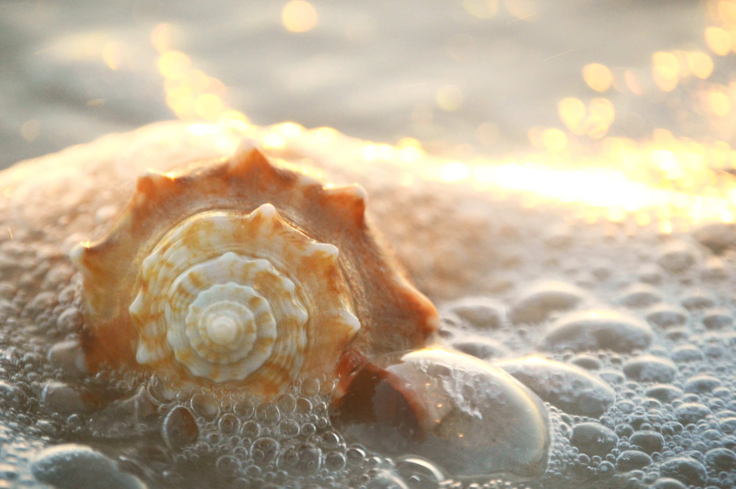 A close-up of a sheltered spiral seashell partially submerged in foamy ocean water. Sunlight reflects off the water, creating a warm, shimmering effect around the shell.