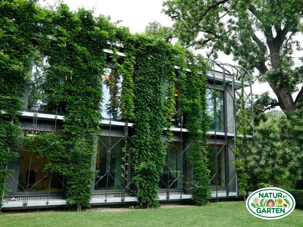 A modern building covered in lush green vines, with large glass windows reflecting trees. Grass surrounds the structure, and a logo in the bottom right corner reads Natur im Garten with colorful imagery.