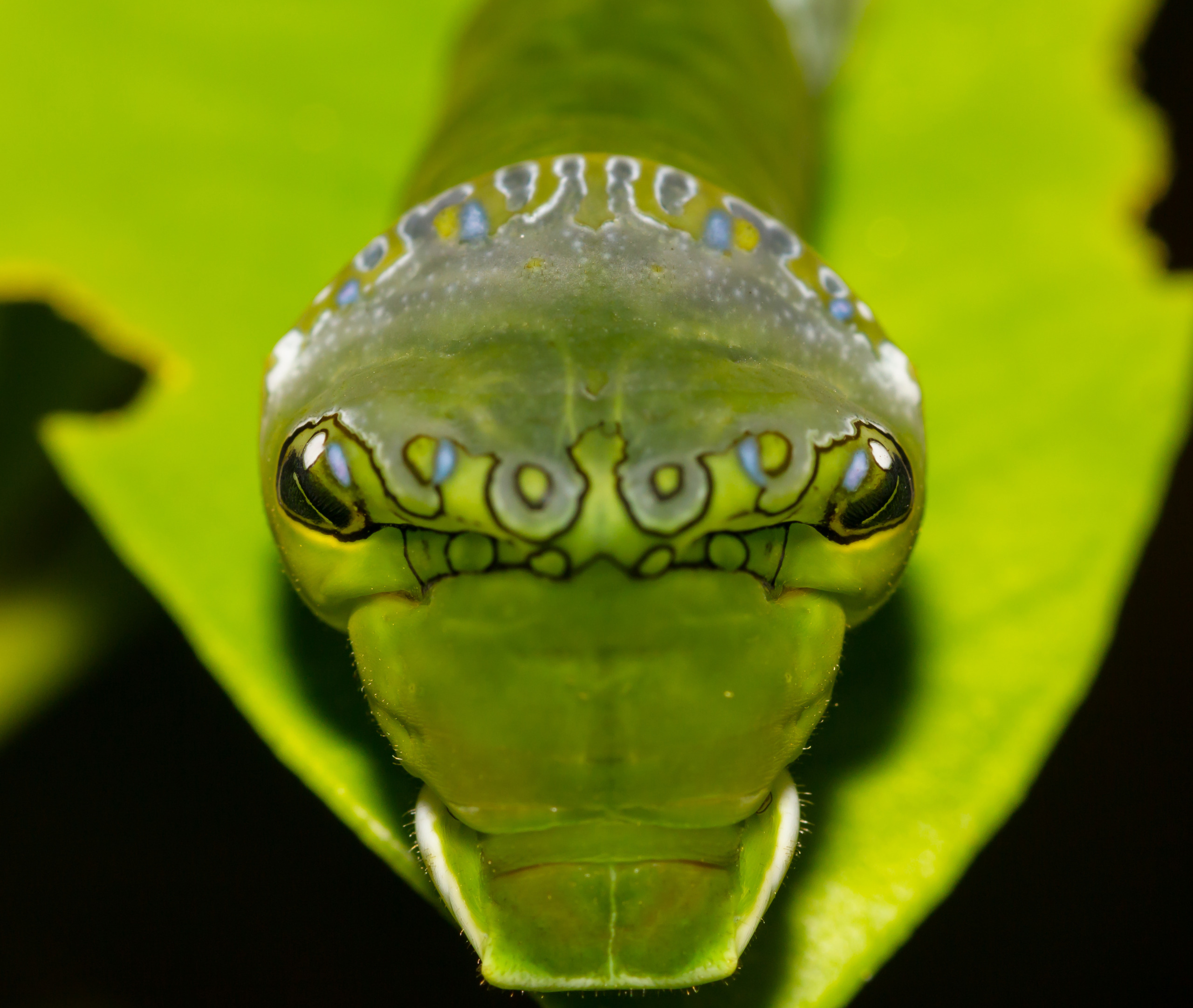 Close-up of a caterpillar with striking eye-like markings on its body, perched on a bright green leaf. The patterns, reminiscent of 50 Shapes of Prey, create an illusion of a face. The softly blurred background highlights the caterpillar's intricate features.