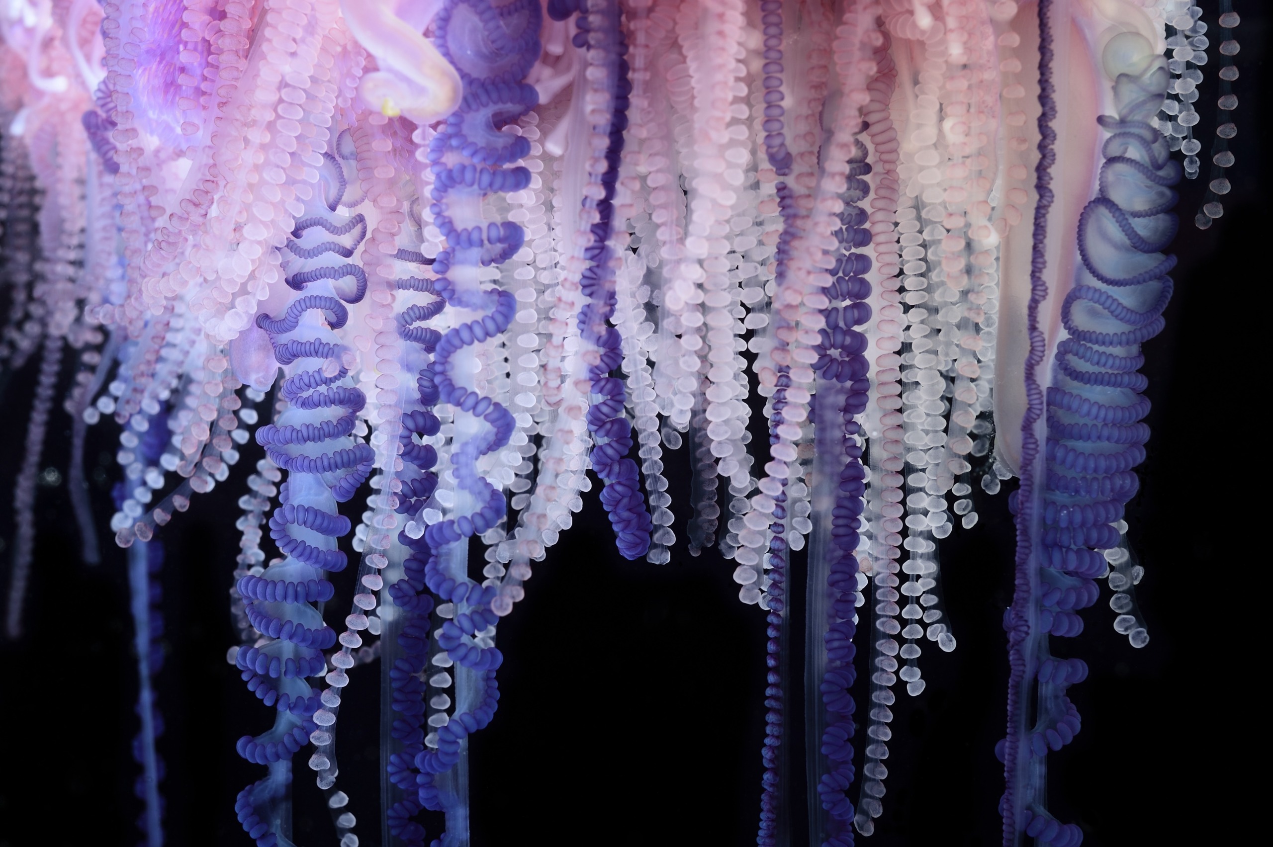 Close-up of the tentacles of a Portuguese man o war, showcasing a vibrant array of purples and pinks with intricate patterns and textures against a dark background.