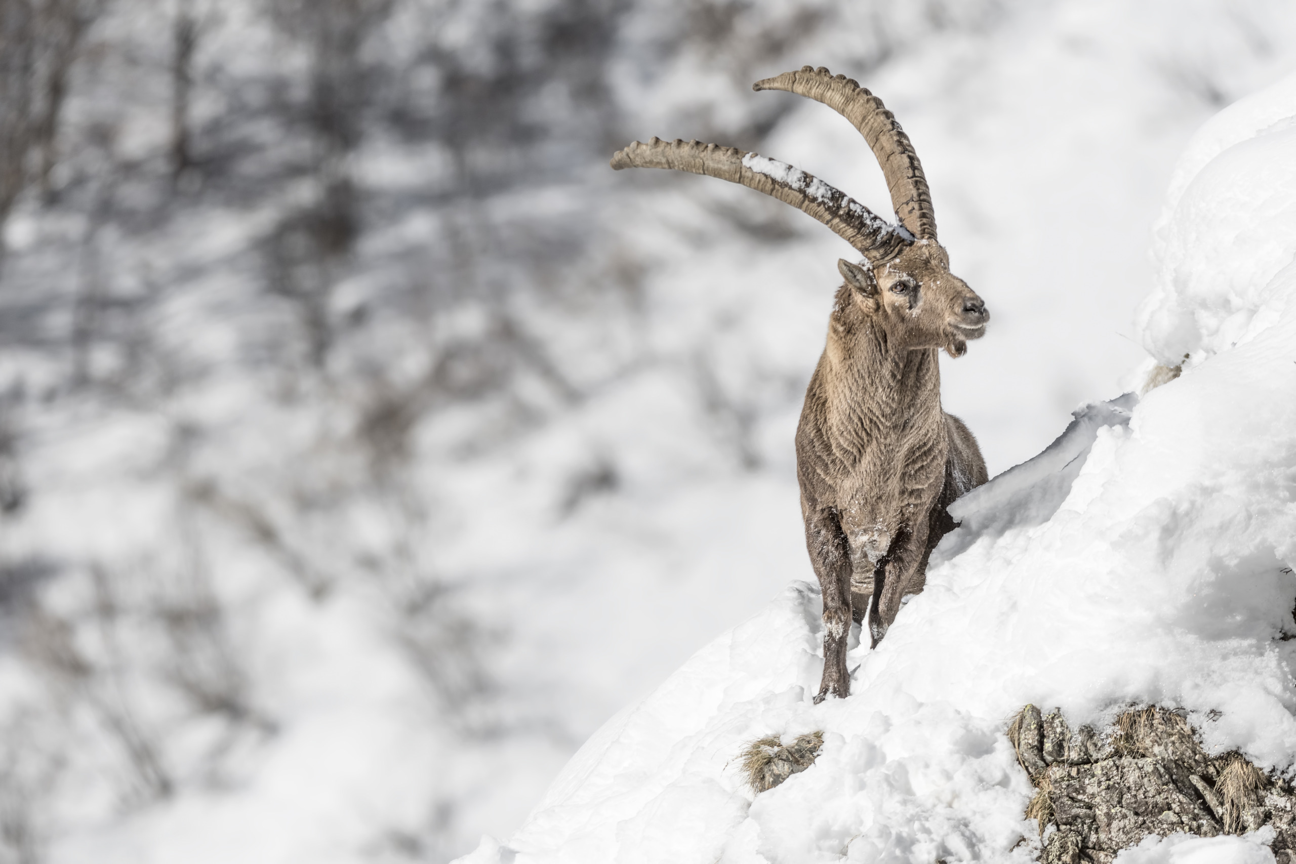 A majestic alpine ibex stands on a snowy mountain slope in the Alps, its large curved horns prominently displayed. The background is a blurred expanse of snow-covered terrain, reminiscent of a Christmas postcard, emphasizing the ibex in its natural habitat.