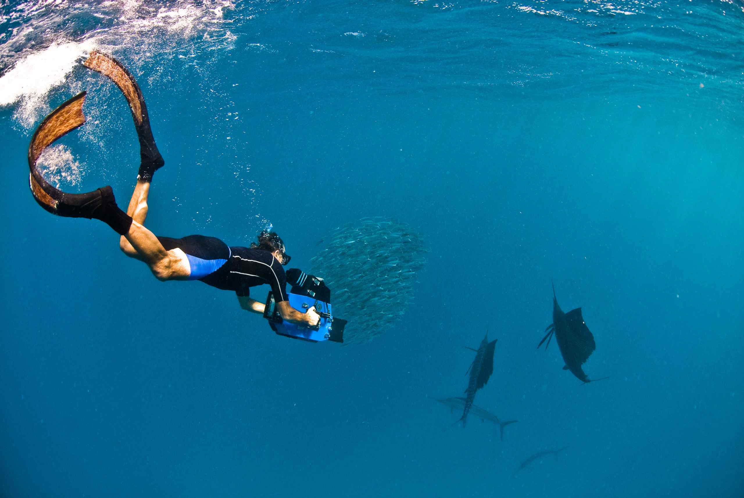 Holding my breath, I observe a diver with long fins and a camera rig glide gracefully underwater near a school of small fish. Three majestic sailfish swim in the background, their streamlined bodies cutting through the open blue ocean.