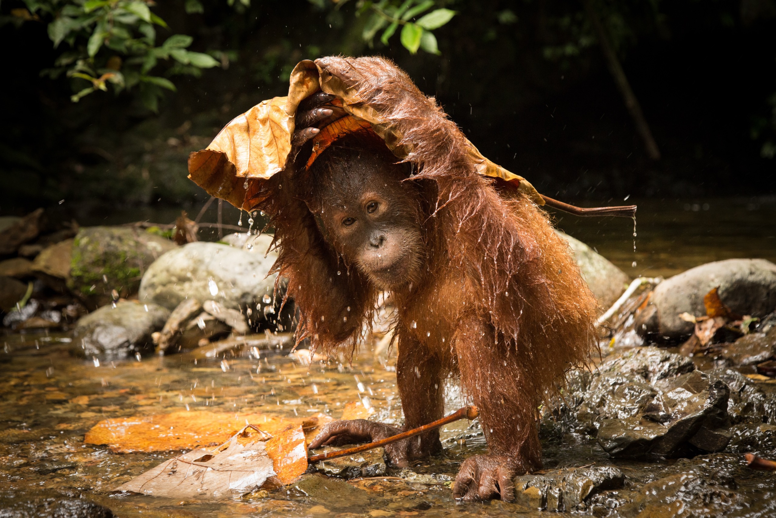 A young orangutan stands in a shallow stream, holding a large leaf over its head. Water drips from the leaf, creating a playful scene amidst the rocks and greenery of the forest.