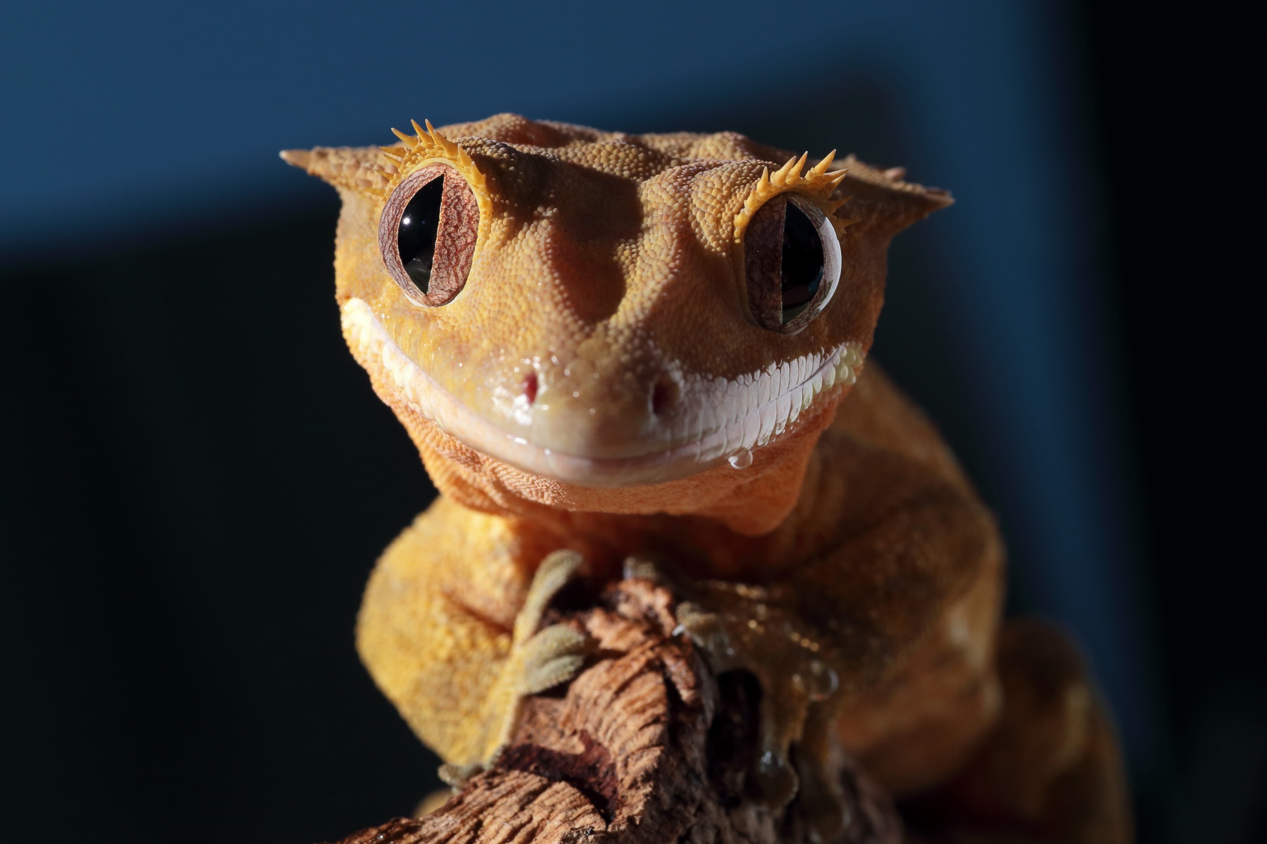 Close-up of a crested gecko with bright orange-brown skin and large, curious eyes, sitting on a branch. Its skin texture and small spikes around the eyes are highlighted by the lighting, resembling a creature from paradise. The blurred background hints at its native New Caledonia.