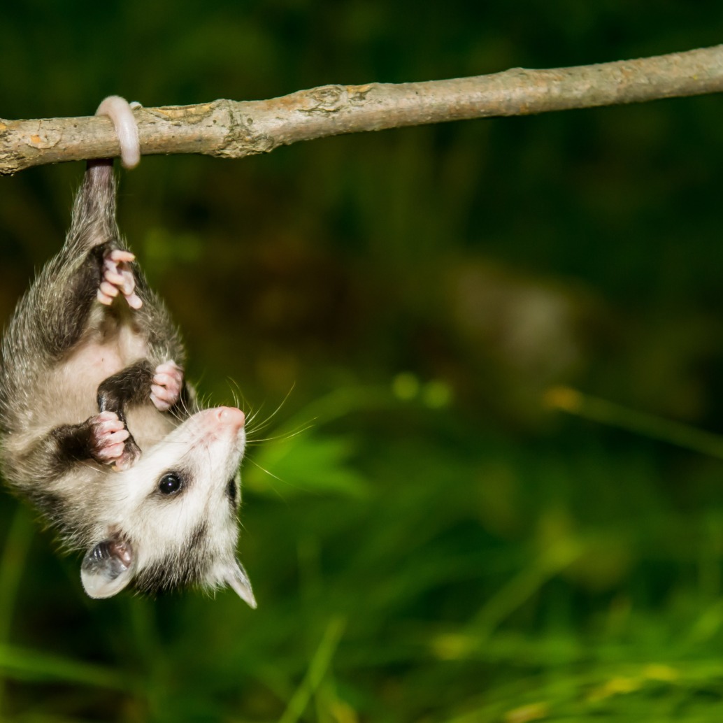 A baby opossum hangs upside down from a branch by its tail in the Planet of Parks, where a blurred mix of green foliage accentuates its small size and playful pose.