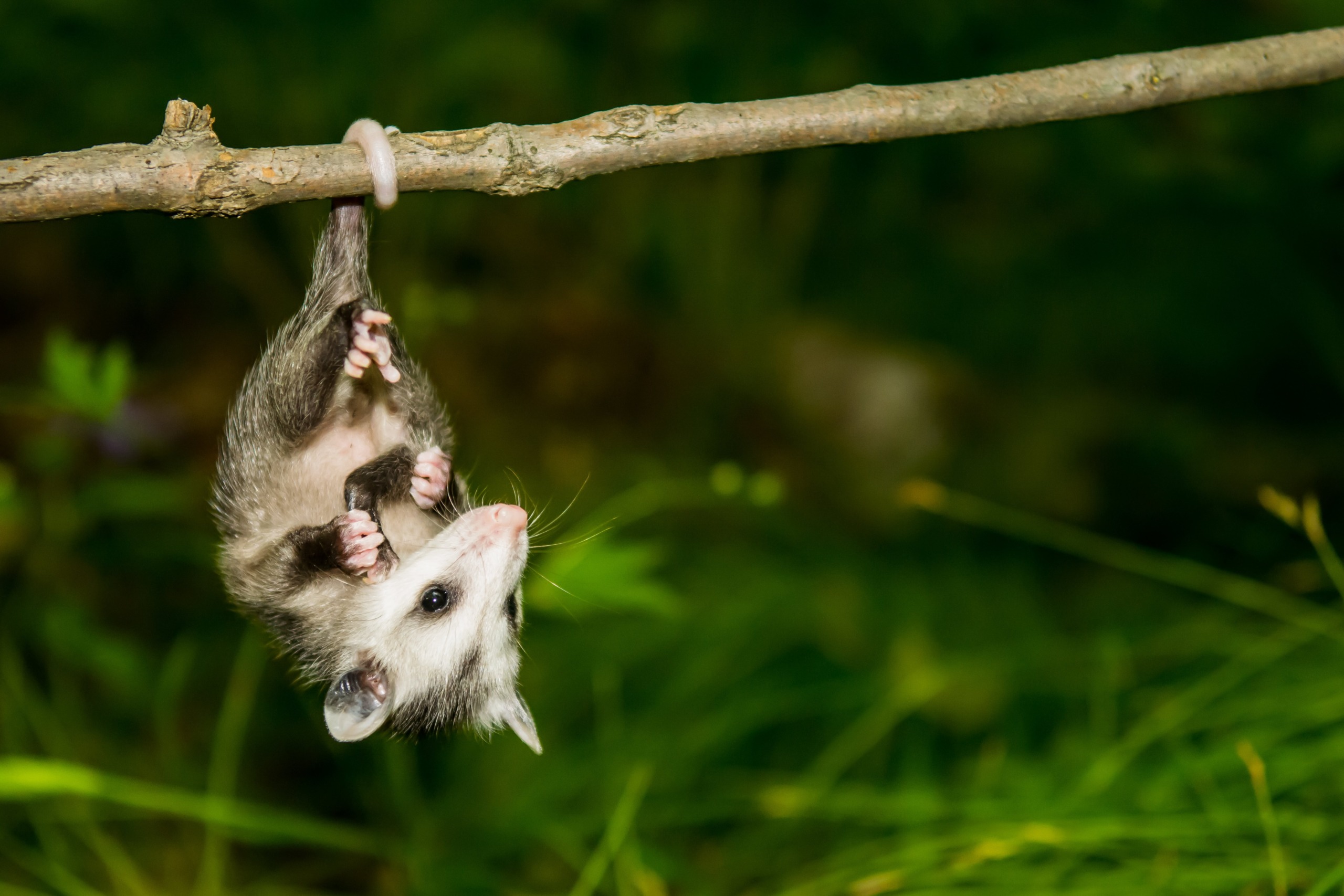 A baby opossum hangs upside down from a branch by its tail in the Planet of Parks, where a blurred mix of green foliage accentuates its small size and playful pose.