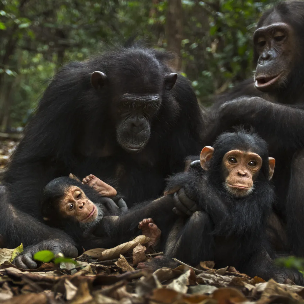 A group of four chimpanzees, emblematic of their intricate societies, rests on the forest floor. An adult holds a baby while another young chimp sits nearby amidst fallen leaves and dense green foliage in the backdrop.