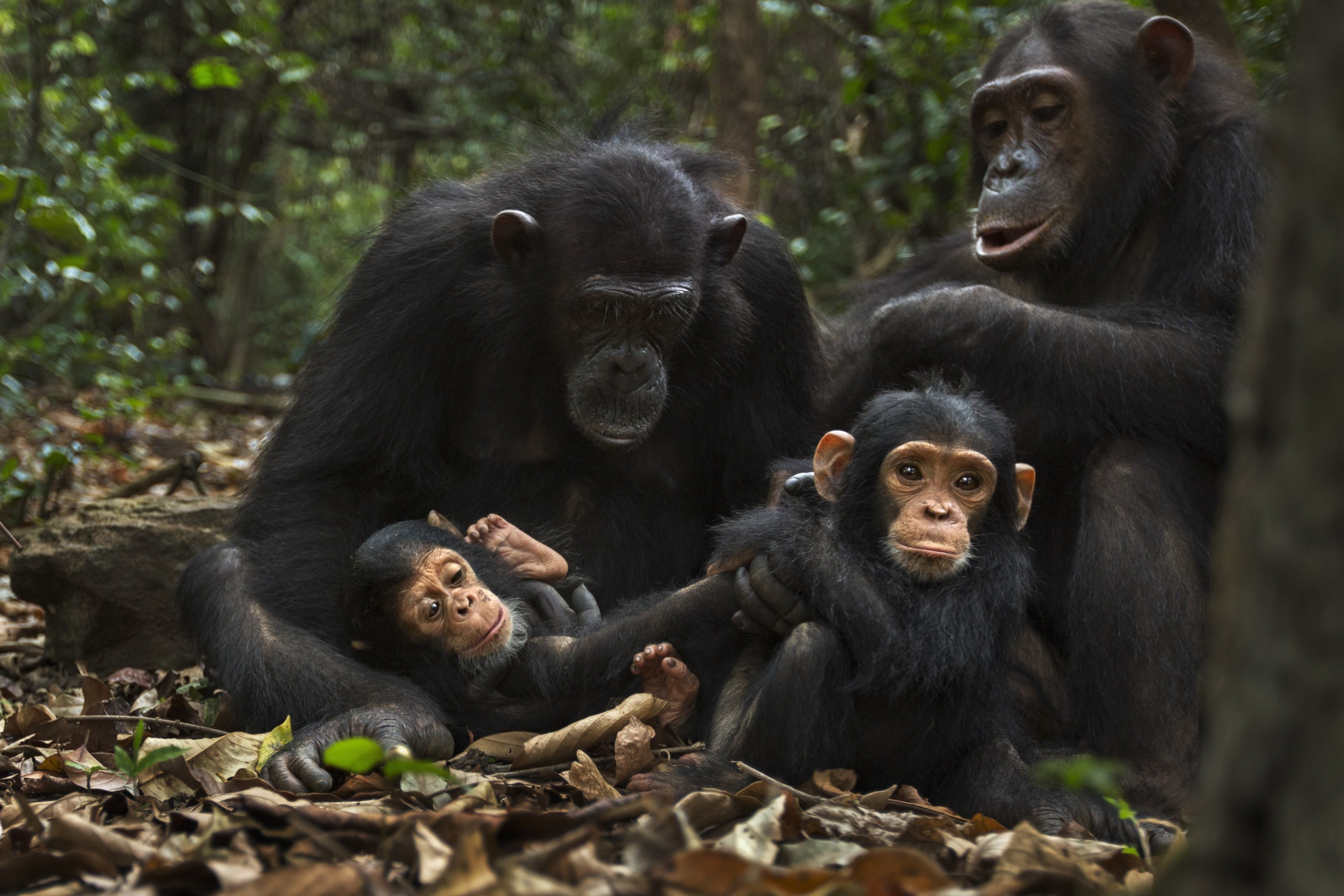 A group of four chimpanzees, emblematic of their intricate societies, rests on the forest floor. An adult holds a baby while another young chimp sits nearby amidst fallen leaves and dense green foliage in the backdrop.