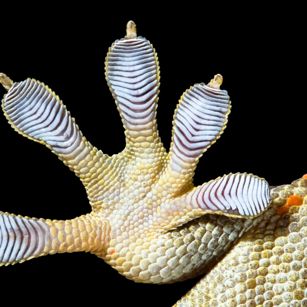 Close-up image of a gecko's foot against a black background reveals the intricate sum of the parts, showcasing detailed textures and patterns on its toes, with tiny hair-like structures visible on the pads.