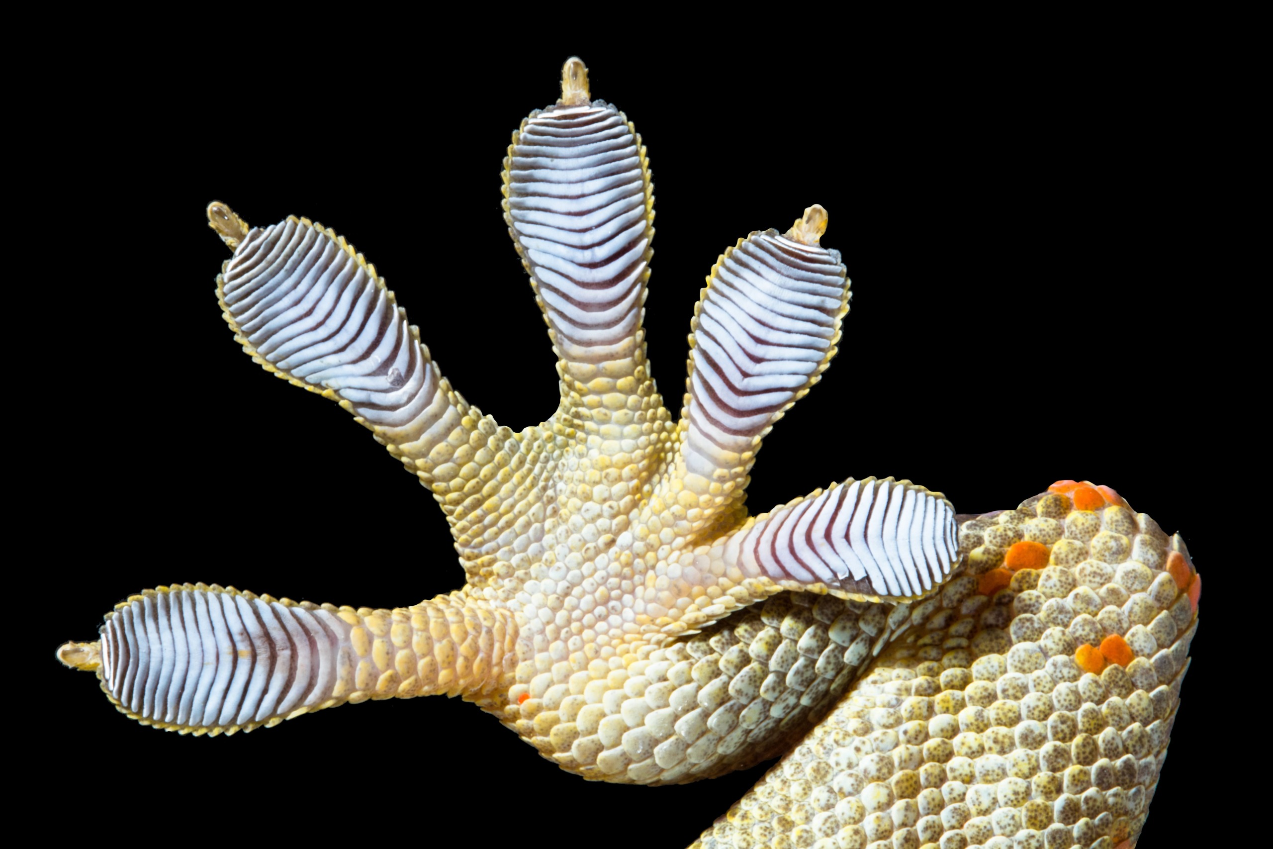 Close-up image of a gecko's foot against a black background reveals the intricate sum of the parts, showcasing detailed textures and patterns on its toes, with tiny hair-like structures visible on the pads.