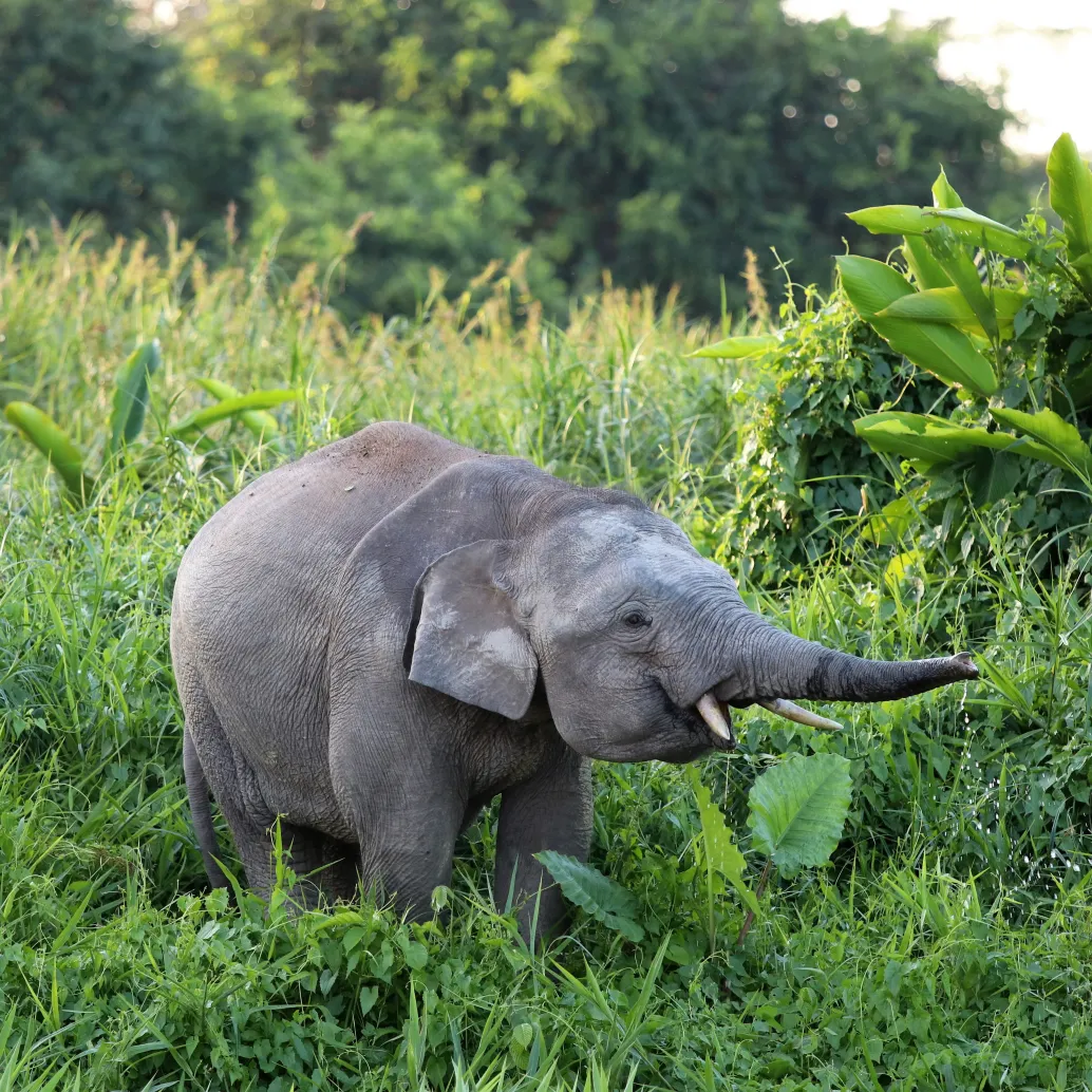 A tiny elephant stands amidst lush, green grass, its trunk playfully extended. The backdrop is dense with verdant foliage and plants, creating a serene jungle setting. The scene exudes peace and vibrancy.