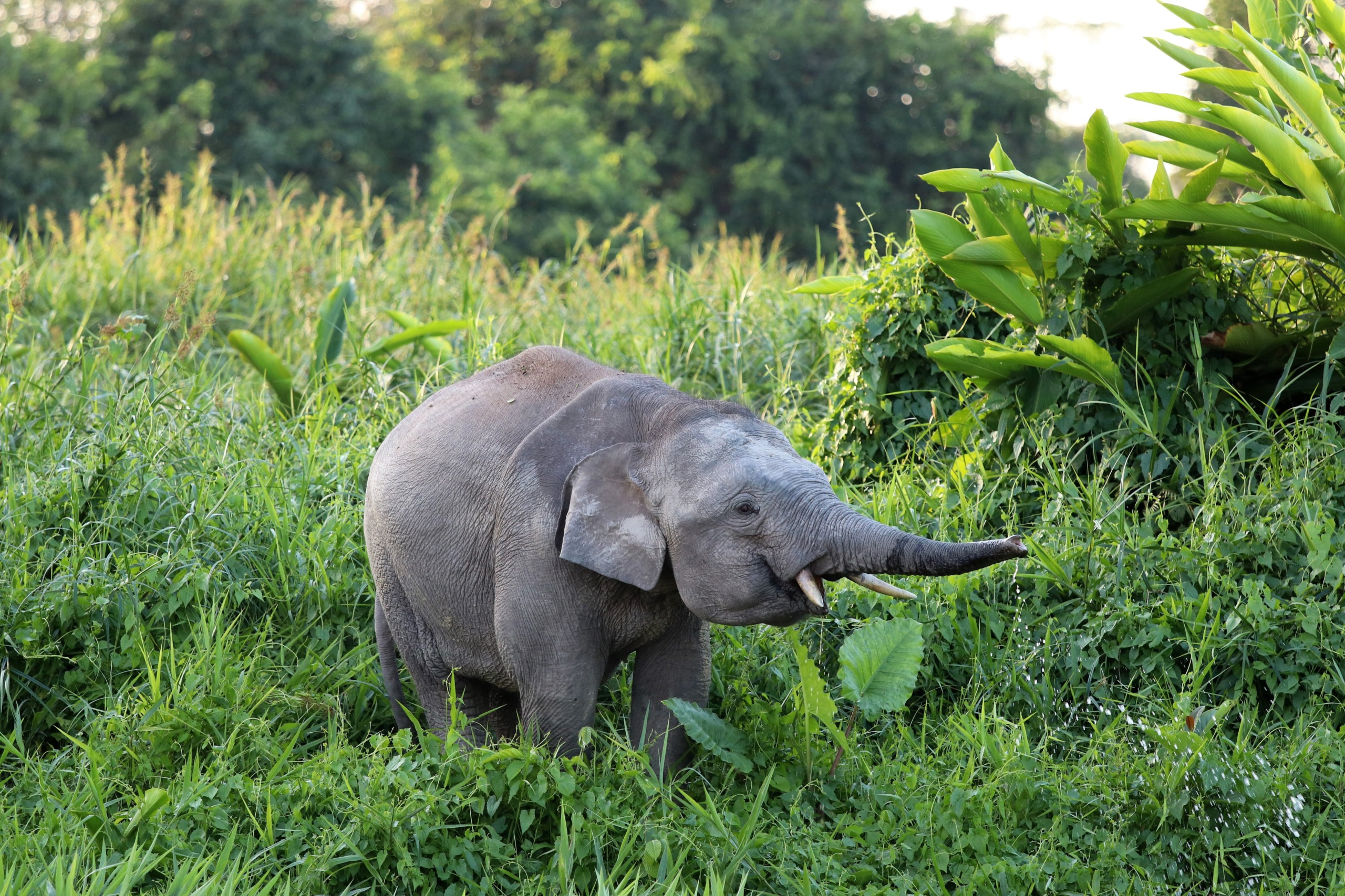 A tiny elephant stands amidst lush, green grass, its trunk playfully extended. The backdrop is dense with verdant foliage and plants, creating a serene jungle setting. The scene exudes peace and vibrancy.