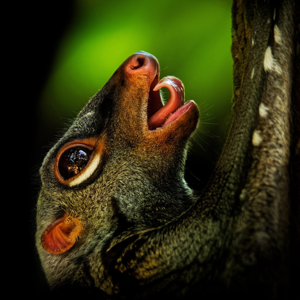 Close-up of a colugo hanging on a tree trunk within national parks. The animal's mouth is open, revealing small teeth, and its wide eye reflects light. A blurred background of green highlights the colugo's detailed features, embracing the natural beauty these parks preserve.