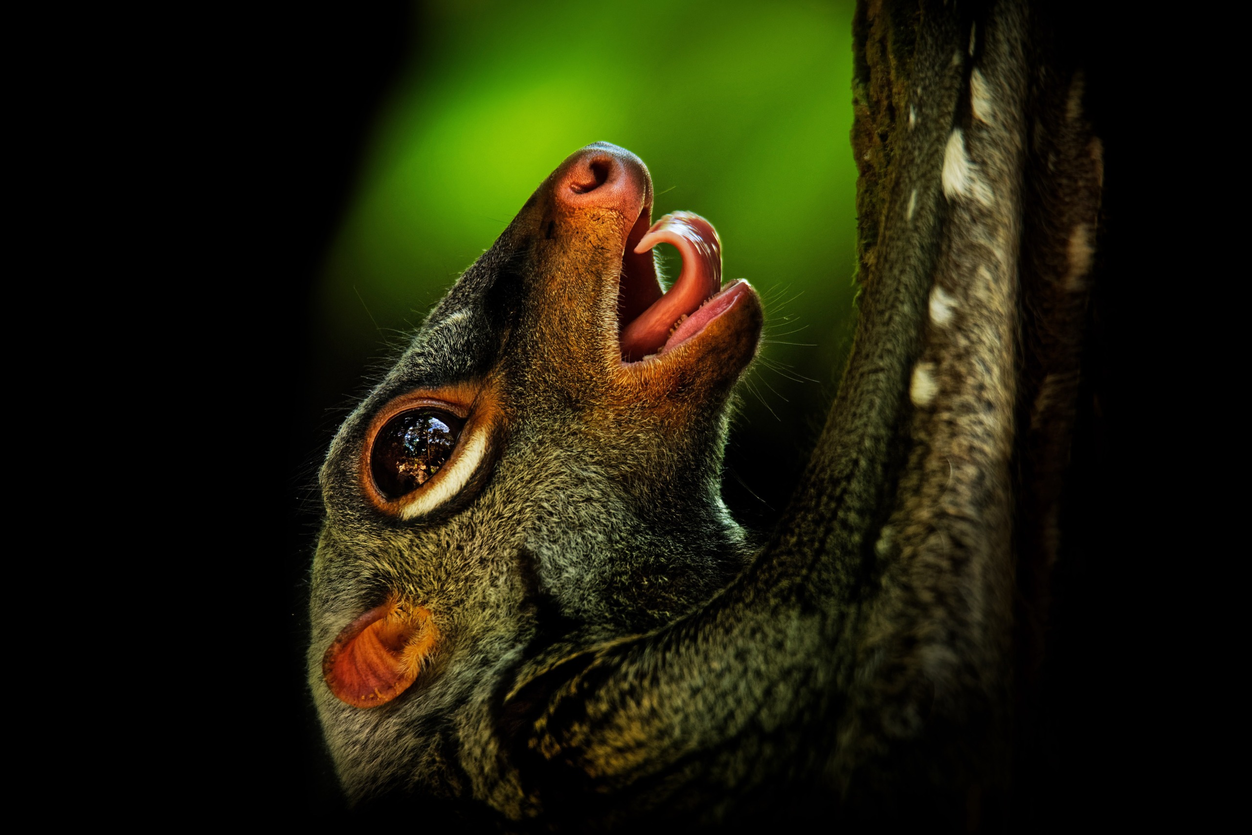 Close-up of a colugo hanging on a tree trunk within national parks. The animal's mouth is open, revealing small teeth, and its wide eye reflects light. A blurred background of green highlights the colugo's detailed features, embracing the natural beauty these parks preserve.