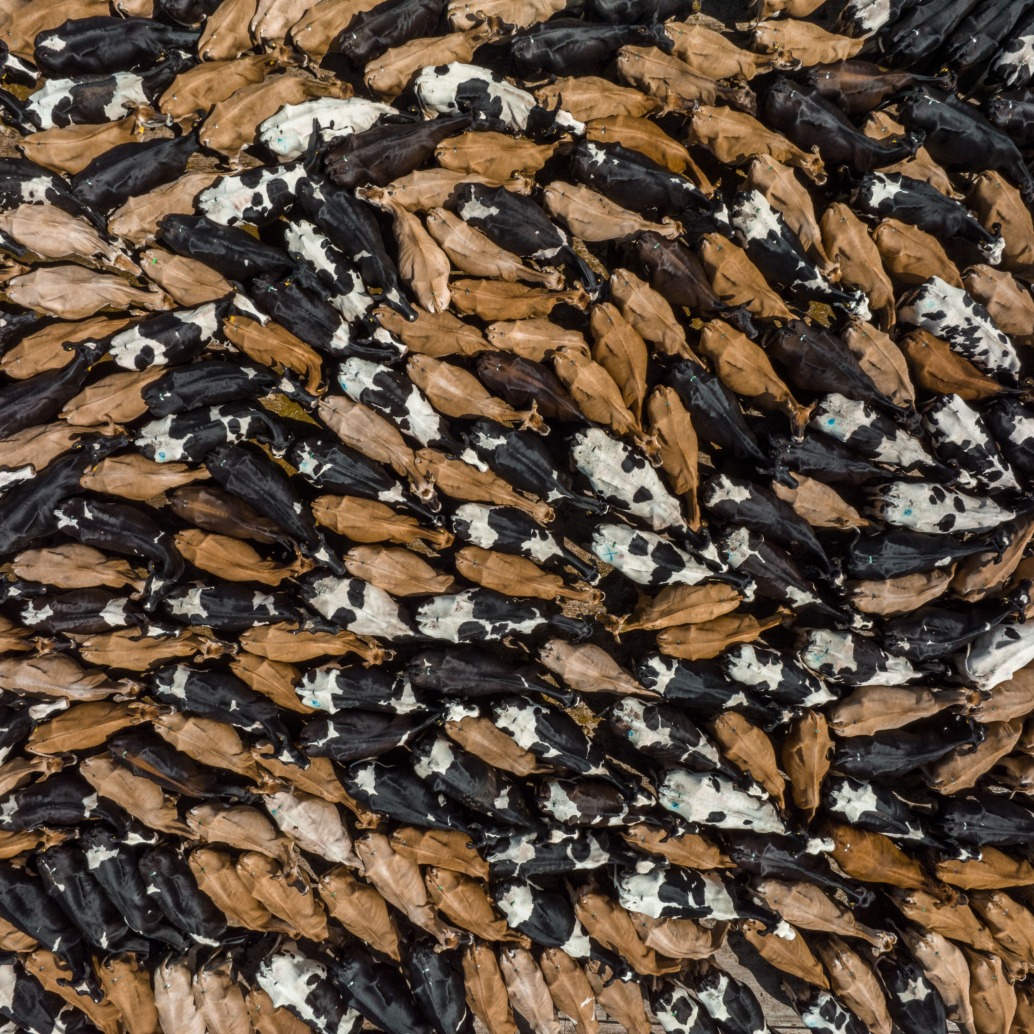 An aerial view captures the weight of life in a densely packed herd of cattle, with brown, black, and speckled cows tightly grouped. Their clustered bodies form an abstract, swirling visual effect that evokes the gravity and rhythm of existence.