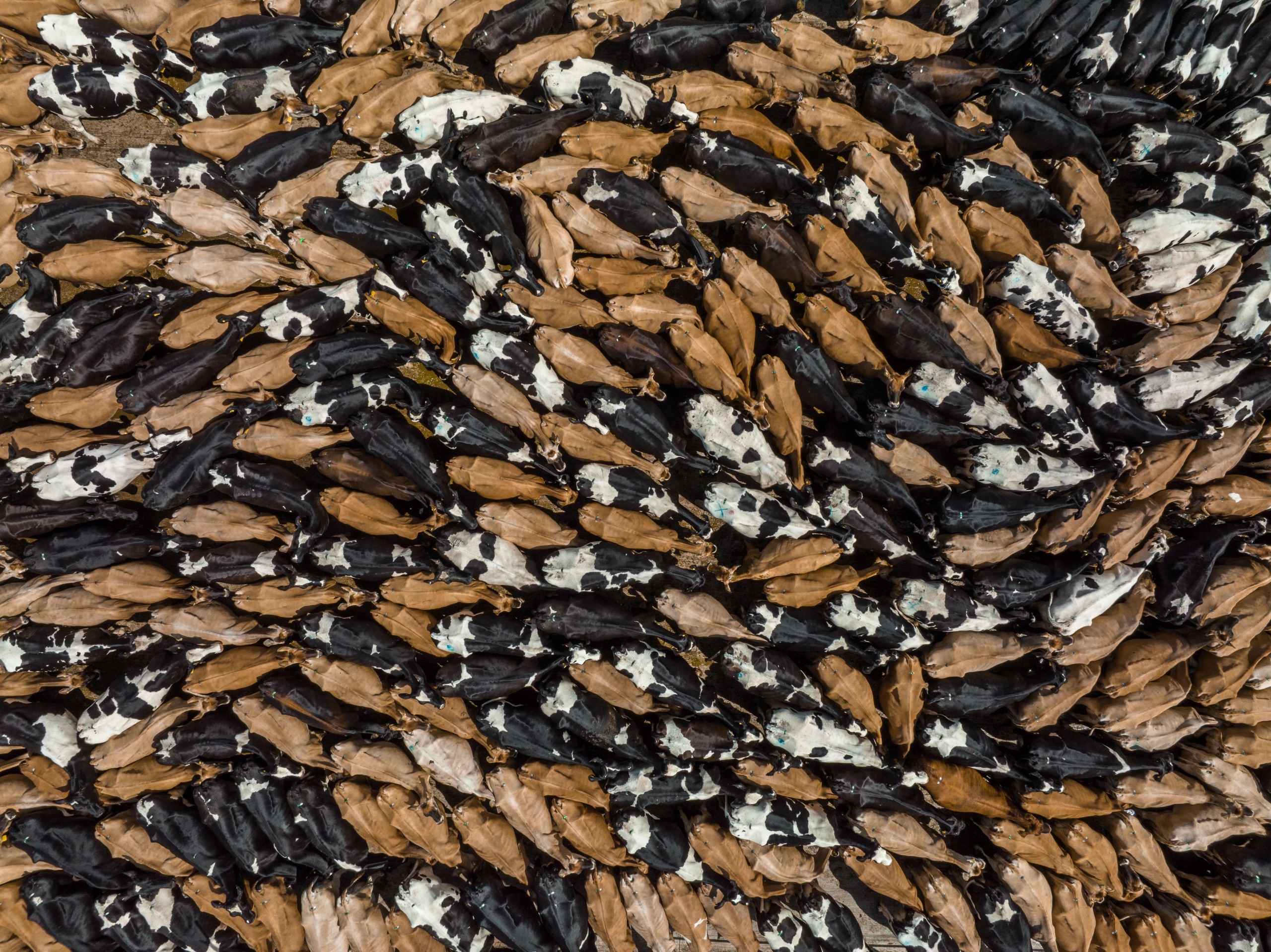 An aerial view captures the weight of life in a densely packed herd of cattle, with brown, black, and speckled cows tightly grouped. Their clustered bodies form an abstract, swirling visual effect that evokes the gravity and rhythm of existence.