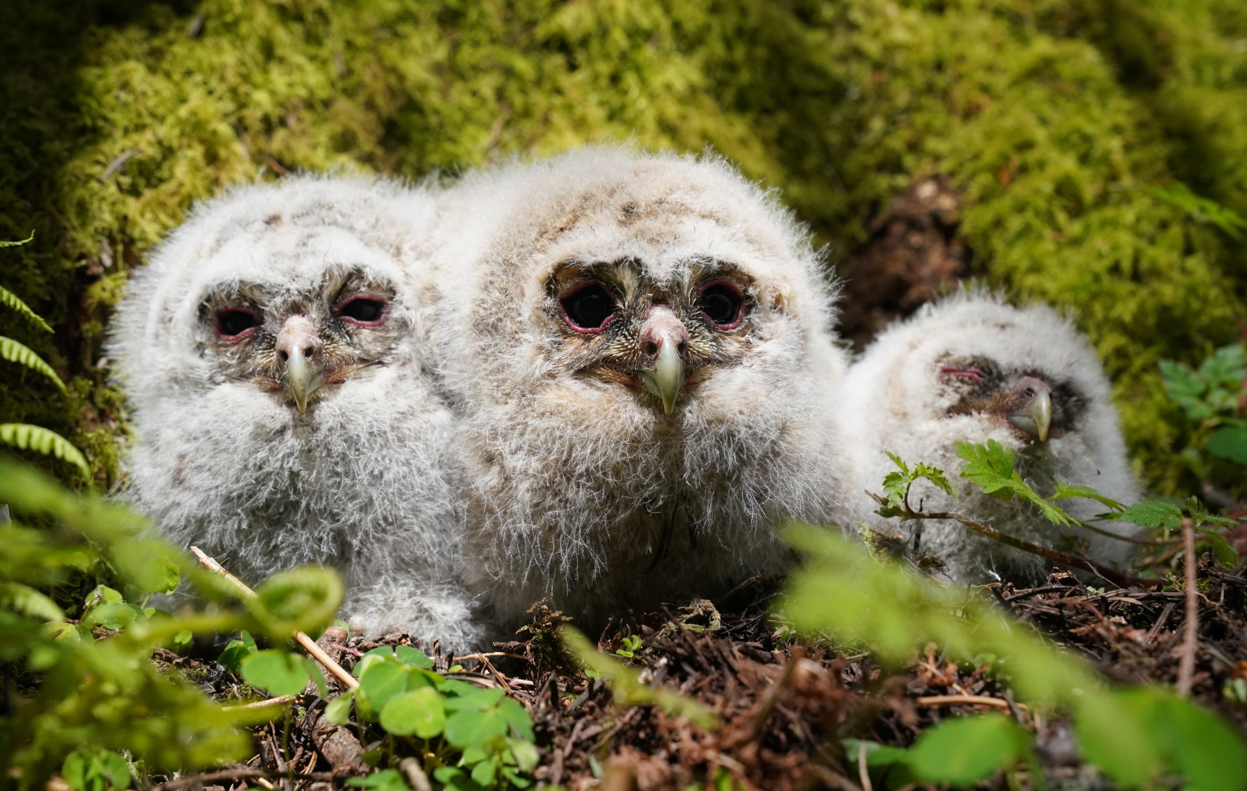 Three wonderfully fluffy owl chicks with white and grey feathers huddle together on the forest floor, surrounded by green moss and foliage.