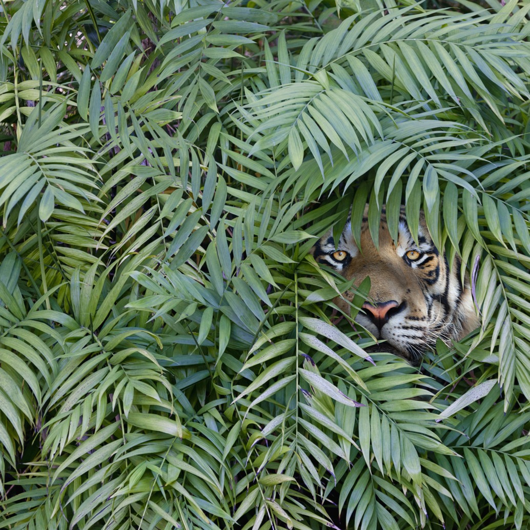 A wild tiger peeks through the lush green palm leaves of Thailand, its eyes intently focused. The foliage partially obscures its face, creating a striking contrast between the tiger's vibrant fur and the verdant greenery.