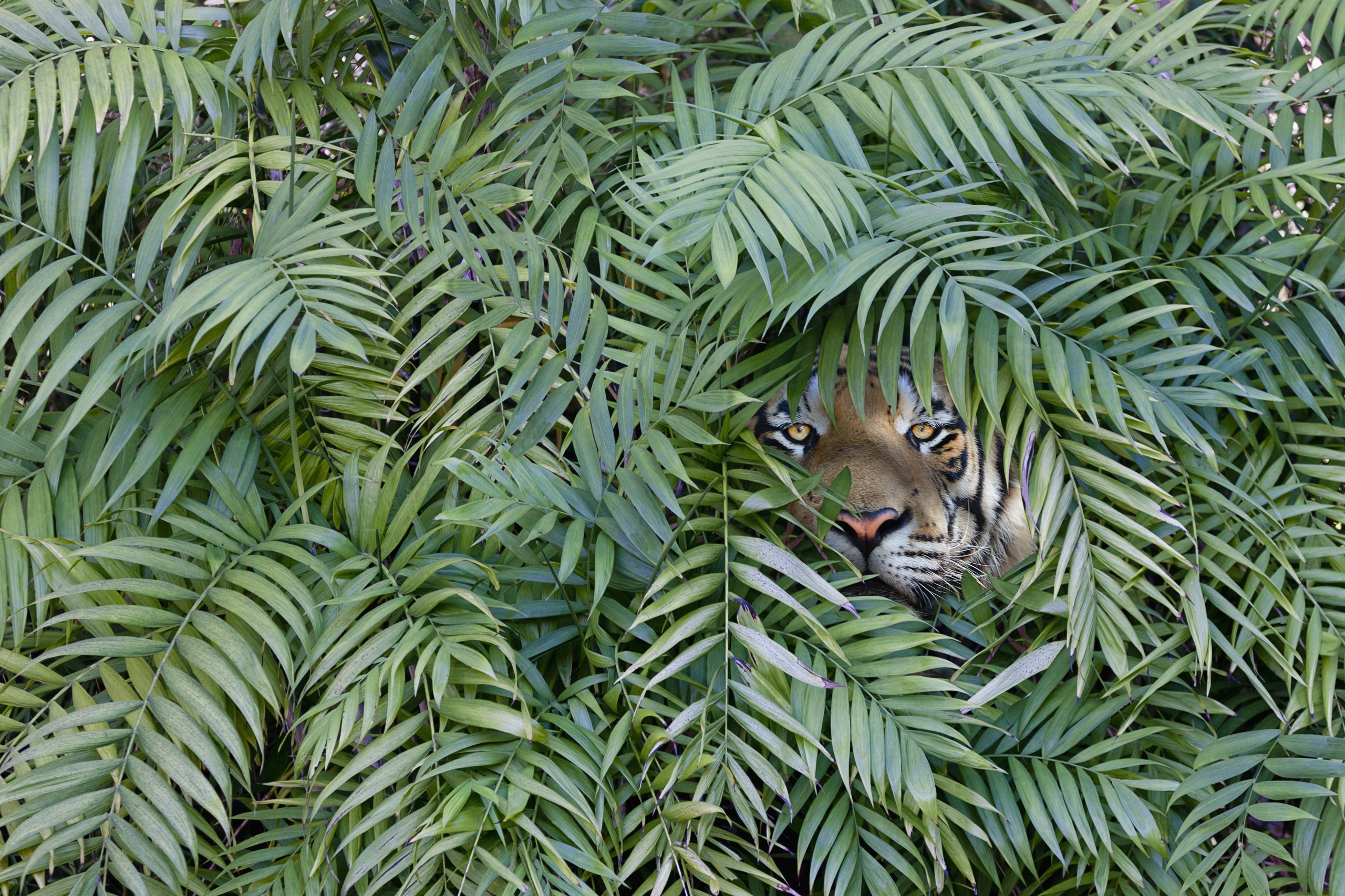 A wild tiger peeks through the lush green palm leaves of Thailand, its eyes intently focused. The foliage partially obscures its face, creating a striking contrast between the tiger's vibrant fur and the verdant greenery.