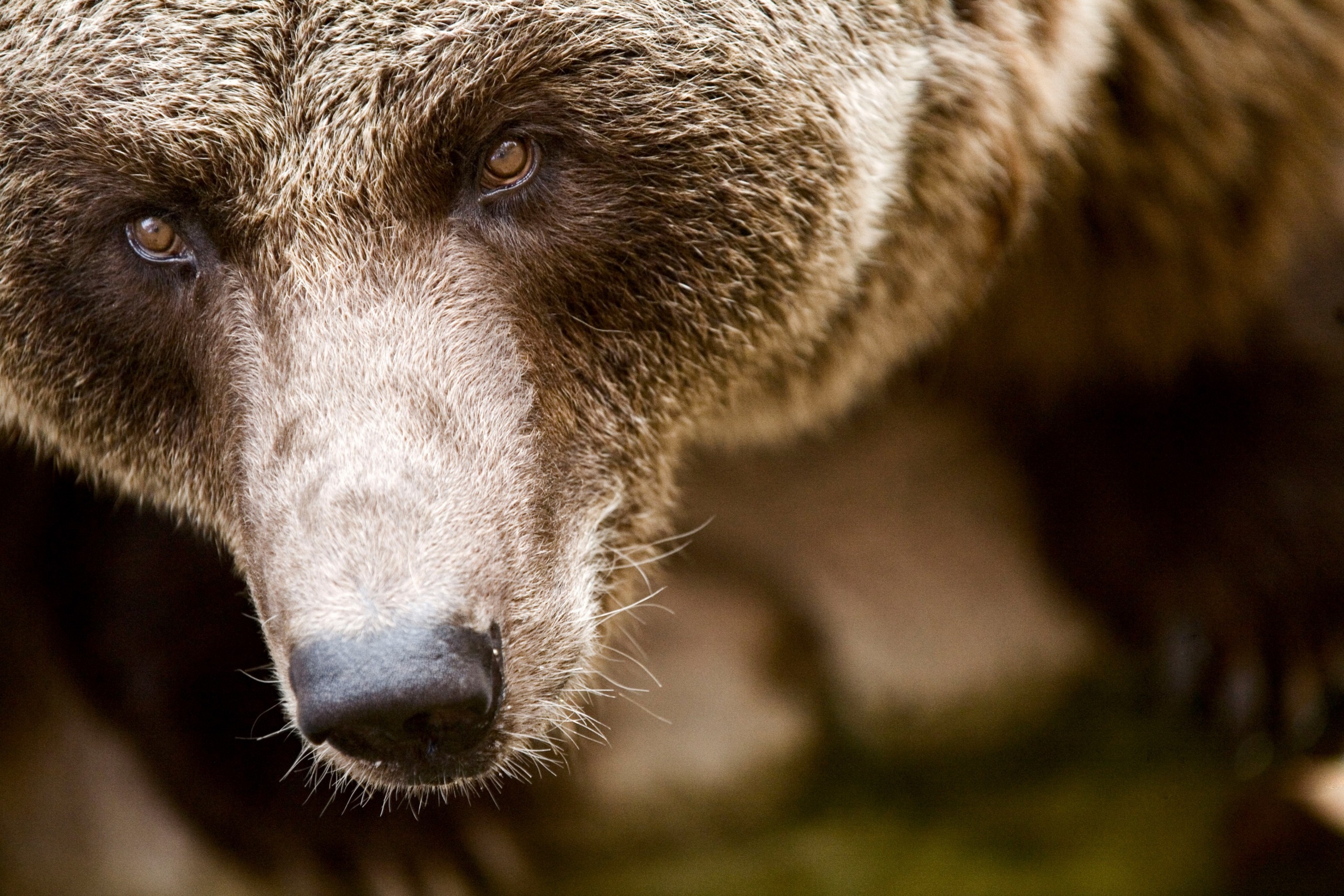 Close-up of a brown bear's face, its intense eyes and large snout capturing the essence of the wild Catalonia landscape. Its thick, textured fur fills the frame, evoking a sense of immediacy and untamed presence.