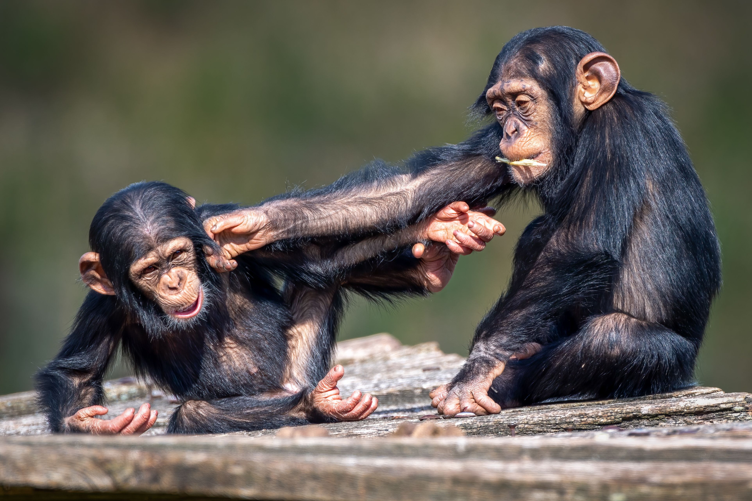 Two young chimpanzees are experiencing the joys of wildhood on a wooden surface. One playfully grabs the other's arm with its foot, while the other seems amused. The background is a soft blur of nature's green and brown tones, capturing their carefree moments perfectly.