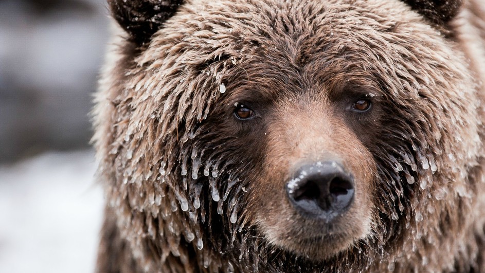 Close-up of a brown bear with wet fur, small icicles hanging from its ears and whiskers. The bear's eyes are focused and intense against a blurred, snowy background, showcasing the untamed beauty of Wild Canada.