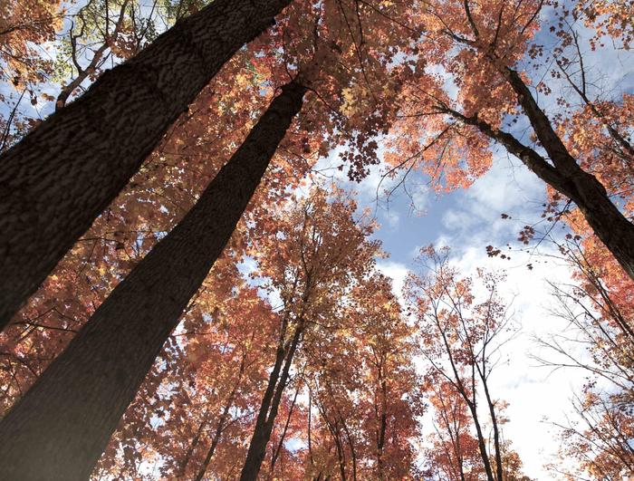 Fall colors in Algonquin Park, Ontario