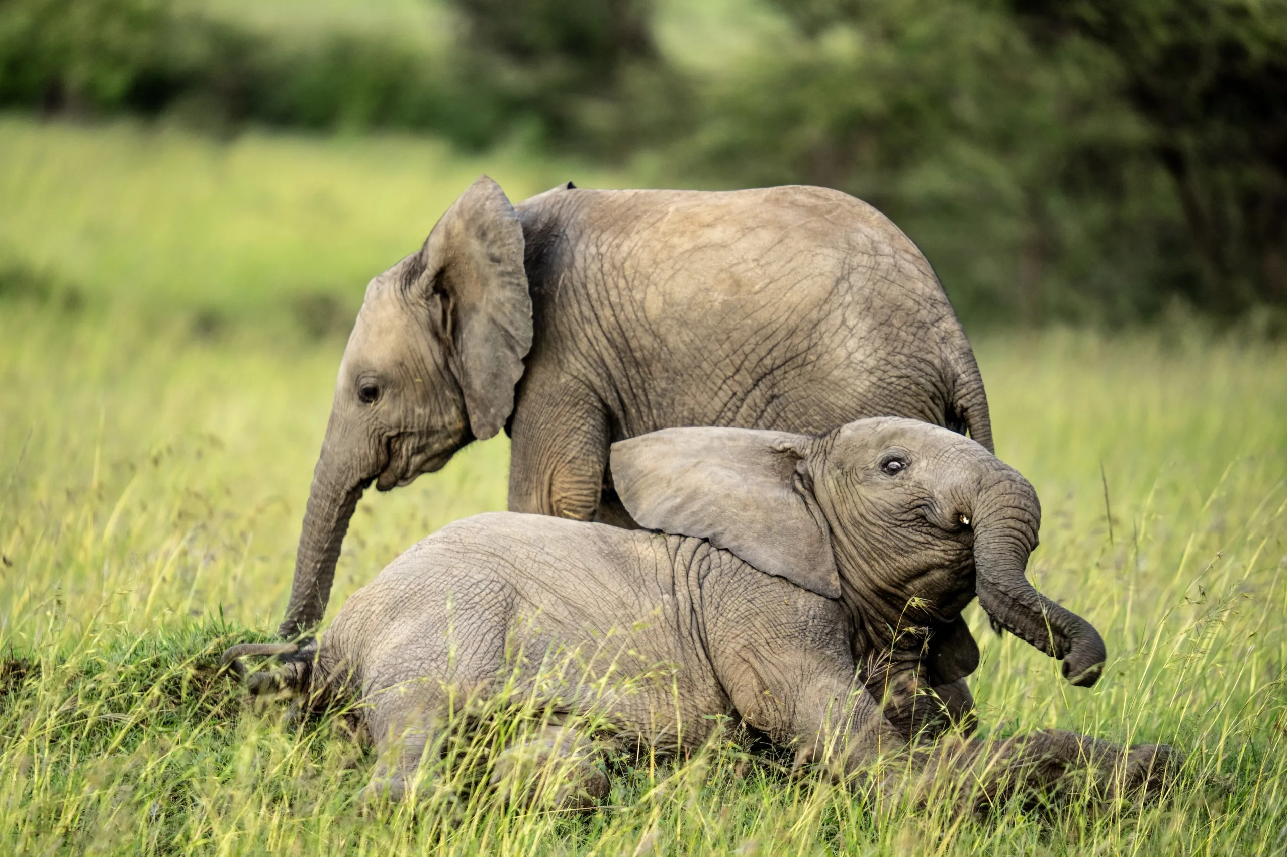 In the lush green vegetation of the Mara, two young elephants frolic joyfully in a grassy field. One stands tall while the other lies down, playfully using its trunk, embodying the spirit of rebirth and youthful exuberance.