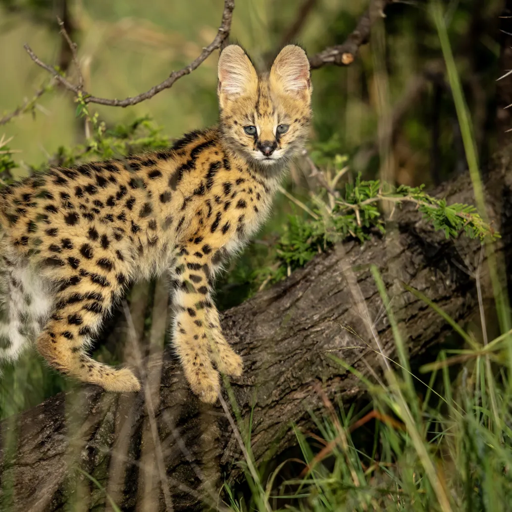 A young serval stands on a tree branch, embodying the spirit of Mara, surrounded by grass and foliage. Its coat is golden with black spots and stripes against the verdant backdrop, symbolizing a natural rebirth in the lush green environment.