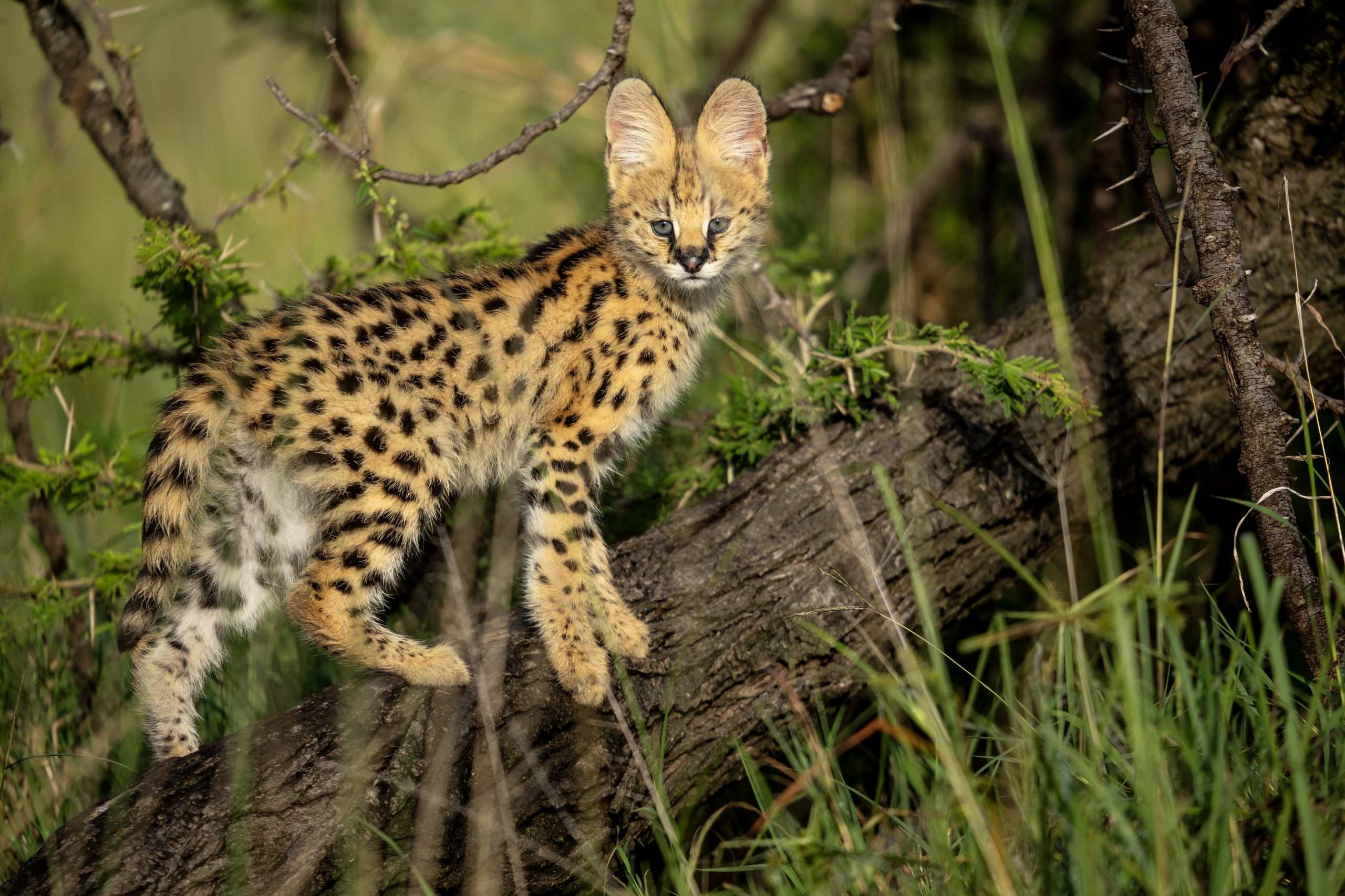 A young serval stands on a tree branch, embodying the spirit of Mara, surrounded by grass and foliage. Its coat is golden with black spots and stripes against the verdant backdrop, symbolizing a natural rebirth in the lush green environment.