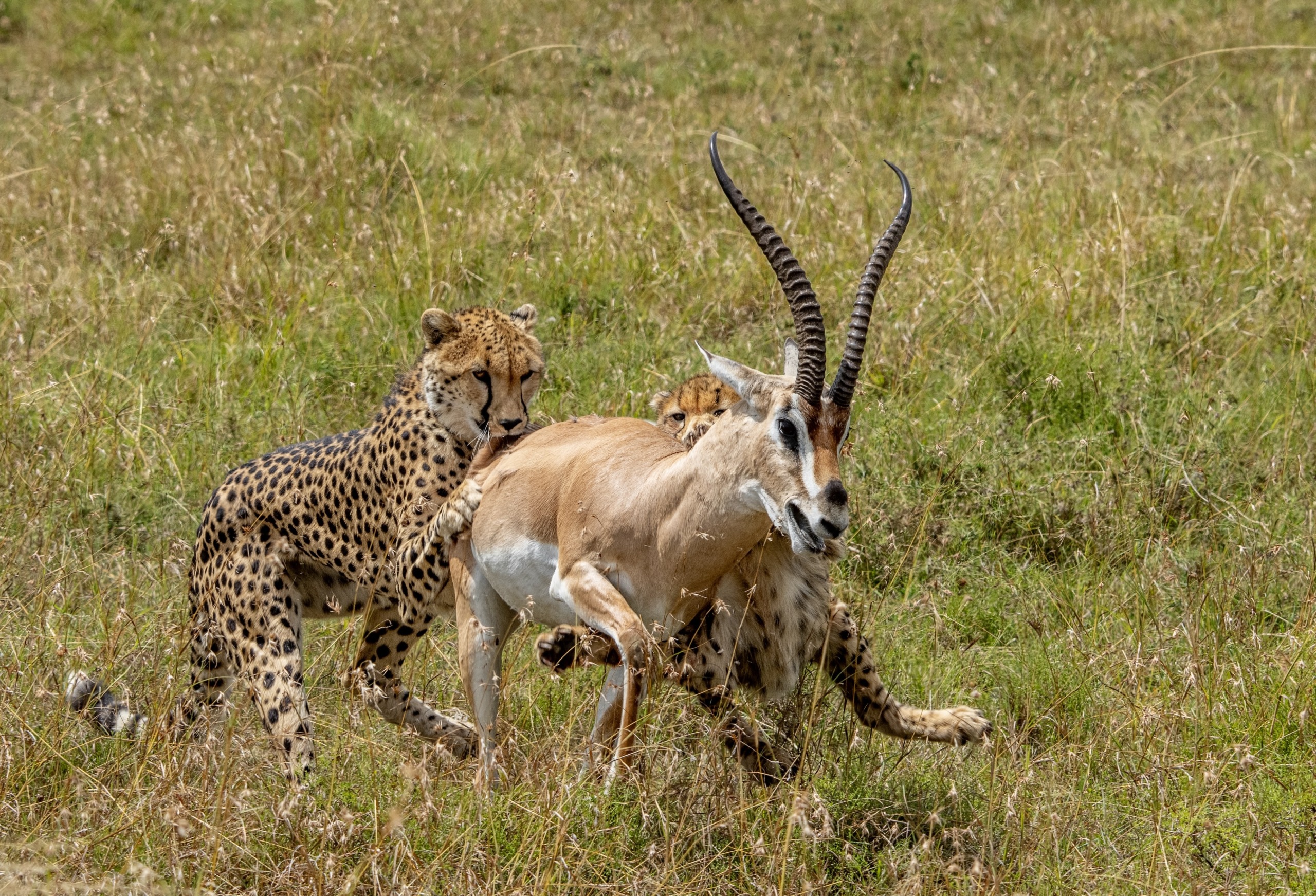 A cheetah hunts a gazelle on the Mara's grassy plain. The cheetah, with its spotted coat, is in close pursuit of the gazelle, which boasts prominent, curved horns and a light brown coat. This scene of nature’s fierce rebirth captures the intensity of the chase in an untamed habitat.