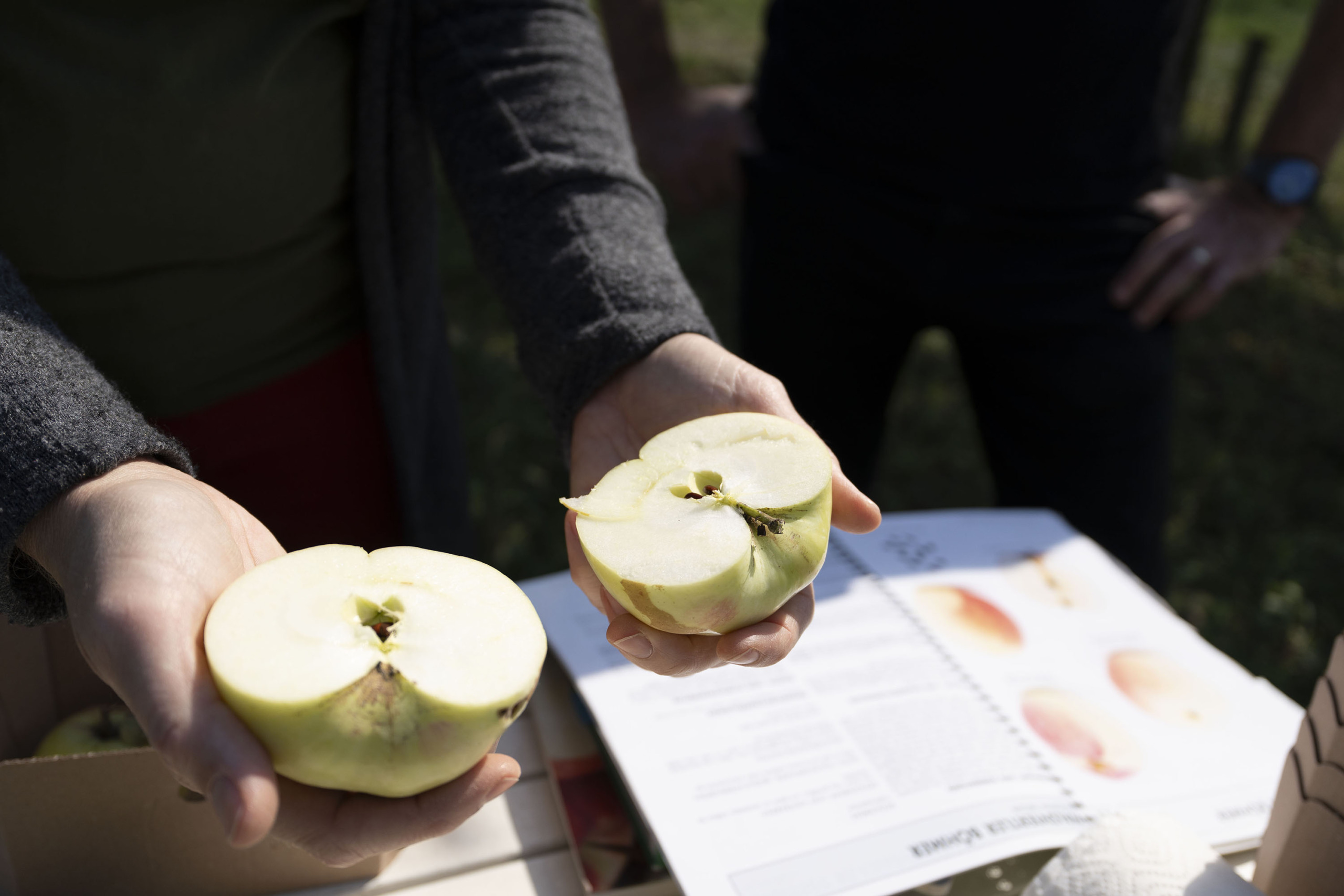 Person holding two halves of a cut apple over an open book, possibly a guide, outdoors. The book appears to have illustrations or photos, with more apples in the background. Sunlight creates shadows on the hands and book.