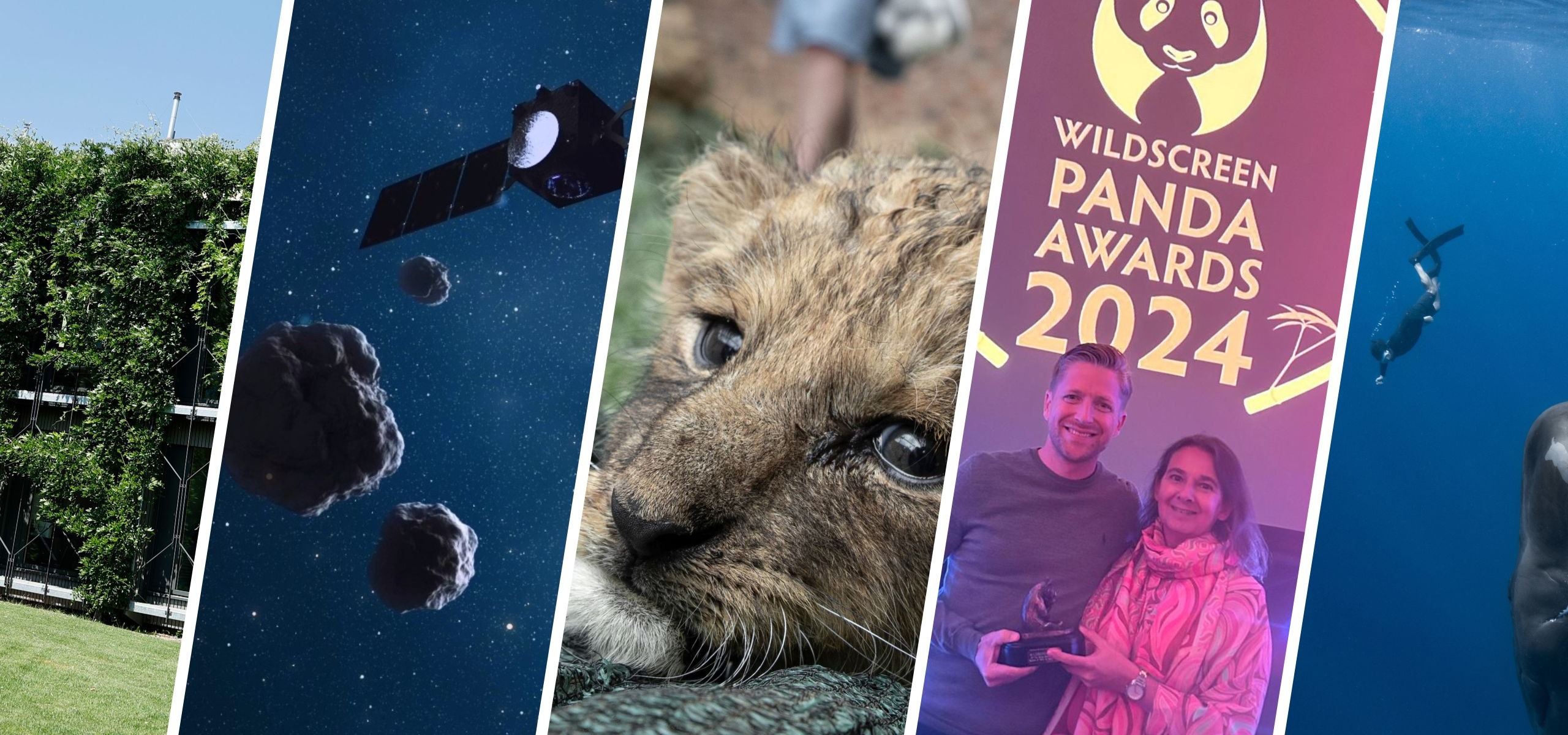 A collage of five vertical images: a green garden, a spacecraft near asteroids, a lion cub on grass, two people with an award beside a Wildscreen Panda Awards 2024 poster by Terra Mater Studios, and a diver with a whale underwater.