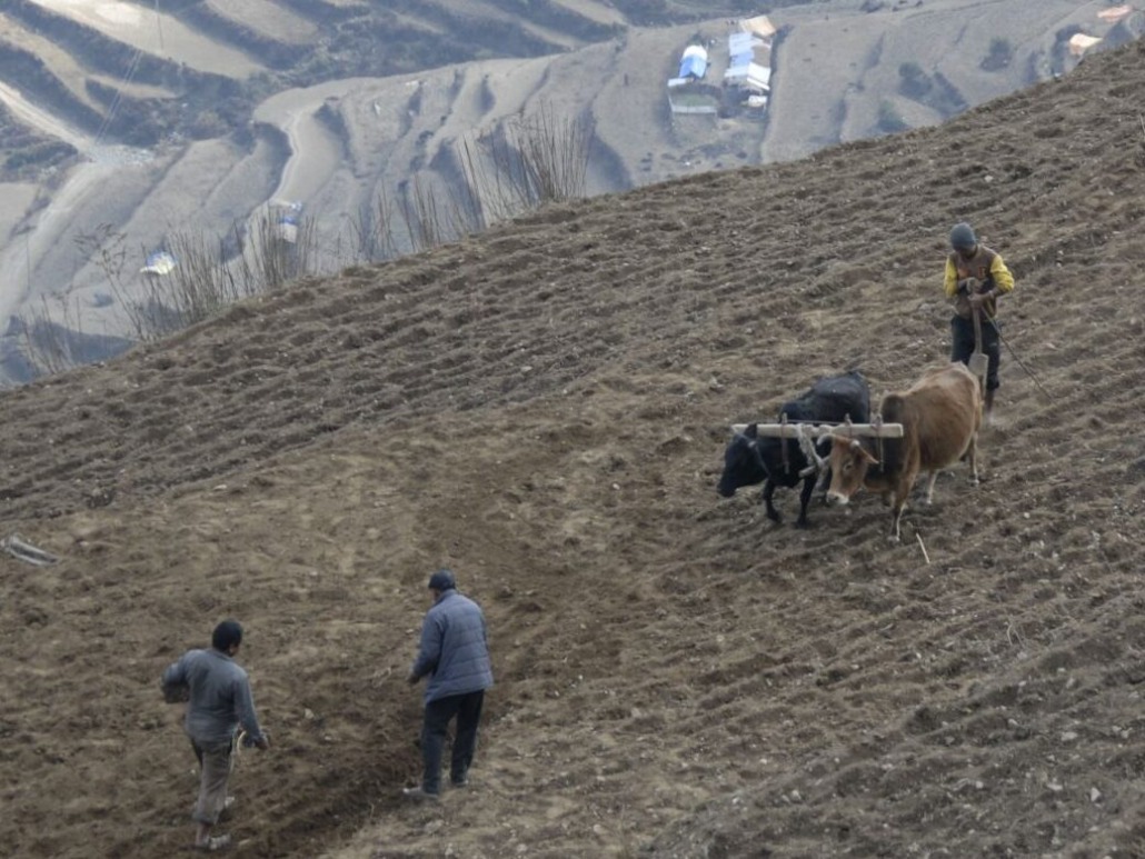 Three farmers work on a hilly, terraced field, using oxen to plow the soil as part of their green business initiative. The background shows additional terraced fields and a few small structures, blending rural charm with sustainable practices against a mountainous landscape.