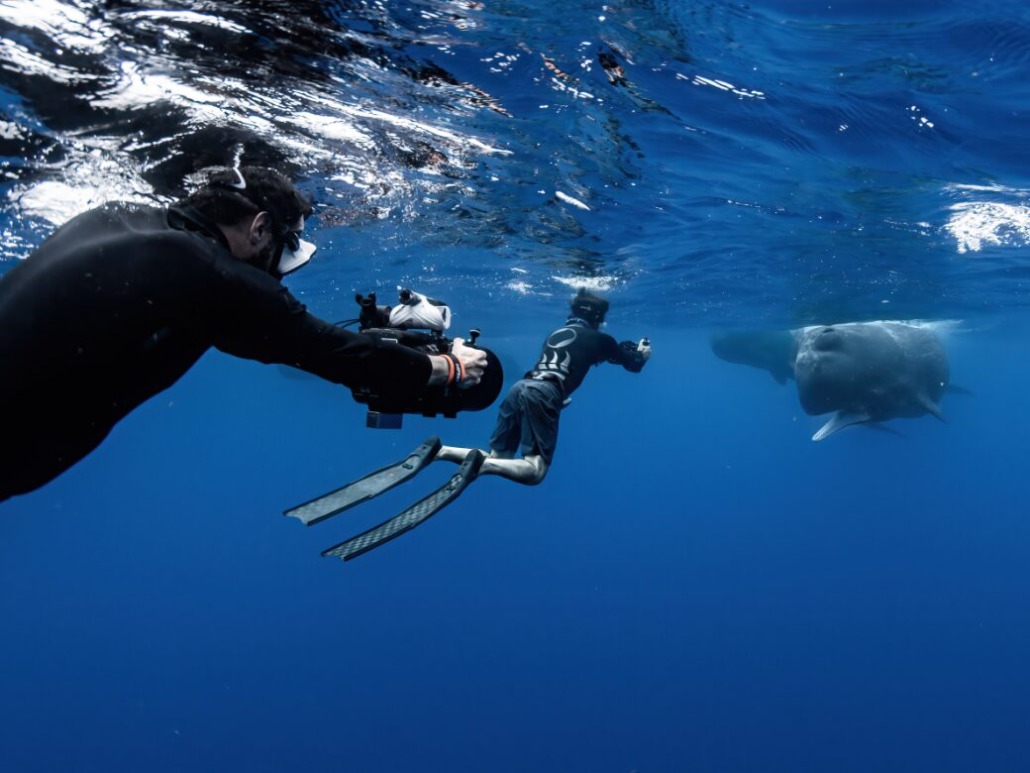 Two divers are underwater, one with a camera capturing a large sunfish in its natural habitat. The ocean is clear and blue, producing a mesmerizing play of sunlight filtering down. The sunfish is near the surface, displaying its distinct shape and size against the serene backdrop.